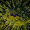 aerial photo of old growth forest