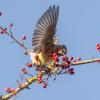 Cedar waxwing with wings spread, on a branch with red berries